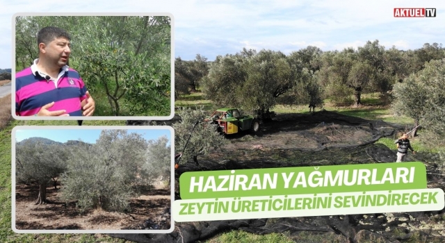 Haziran yağmurları zeytin üreticilerini sevindirecek