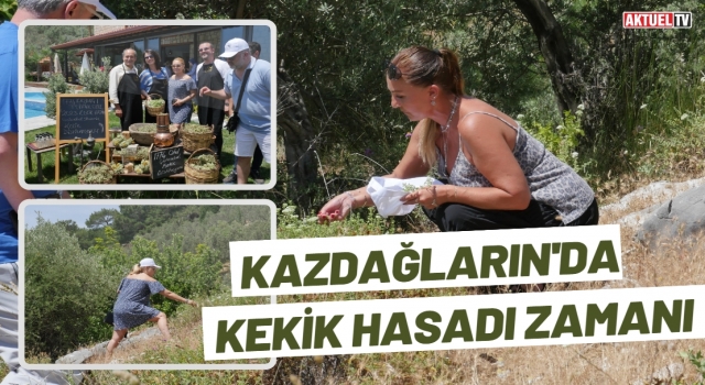 Kazdağları'nda Kekik Hasadı Zamanı