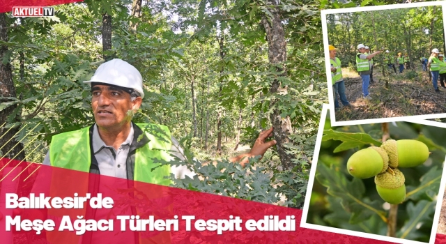 Balıkesir’de Meşe Türü Tespiti Yapıldı