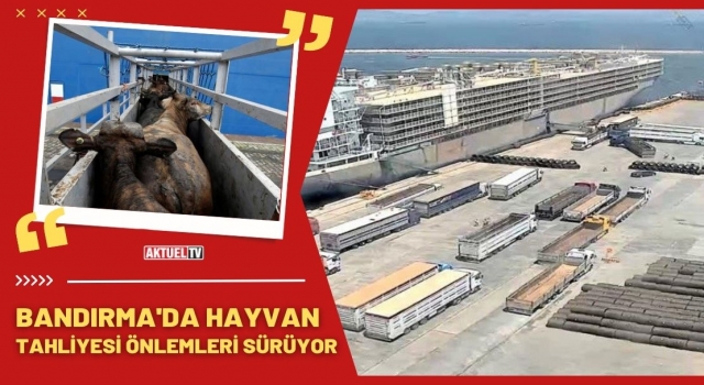 Bandırma’da Hayvan Tahliyesi İçin Önlem Alınıyor