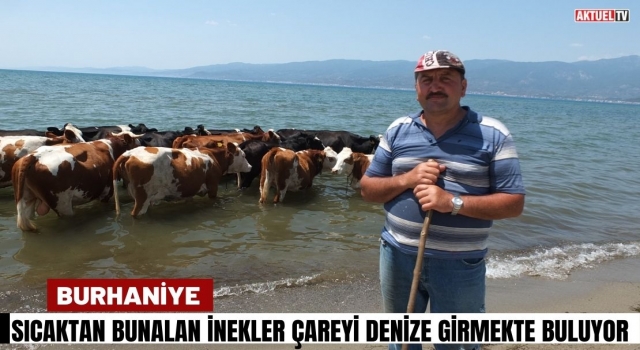 Burhaniye’de Sıcaktan Bunalan İnekler Denize Giriyor