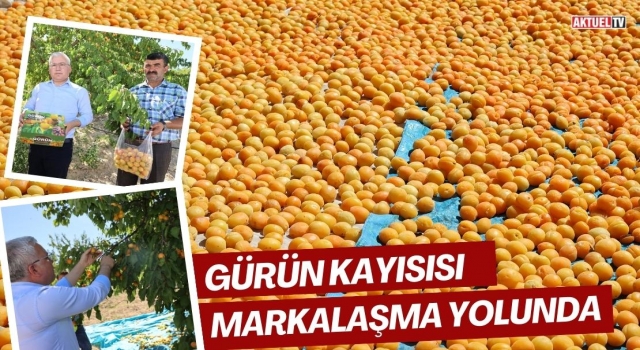 Gürün Kayısısı Markalaşma Yolunda