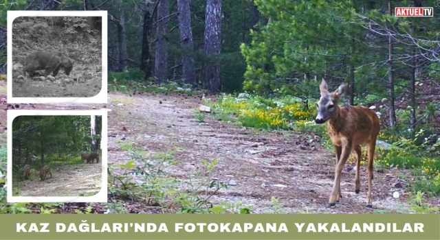 Kaz Dağları'nda Fotokapana Yakalandılar