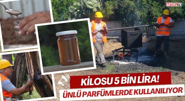 Kilosu 5 bin lira! Ünlü Parfümlerde Kullanılıyor