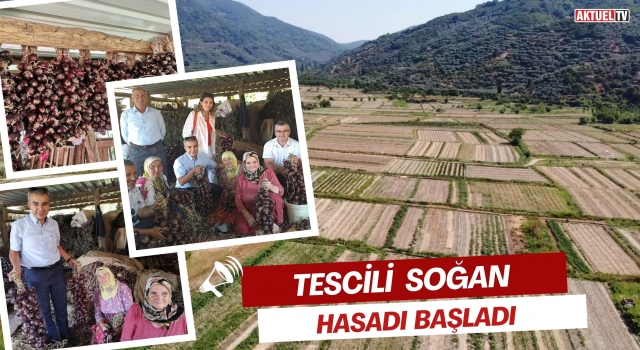 Tescilli Mor Soğan Hasadı Başladı