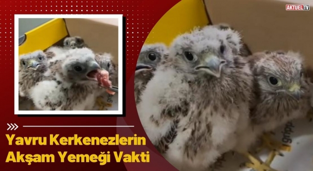 Yavru Kerkenezlerin Akşam Yemeği Vakti