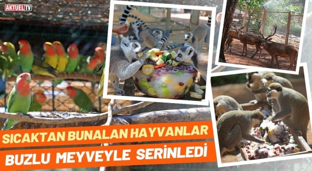 Sıcaktan Bunalan Hayvanlar Buzlu Meyveyle Serinledi