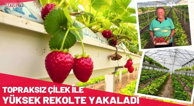 Topraksız Çilek İle Yüksek Rekolte Yakaladı