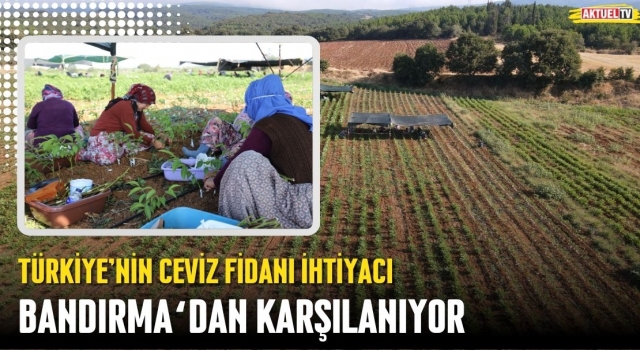 Türkiye'nin Ceviz Fidanı İhtiyacı Bandırma’dan Karşılanıyor