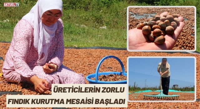 Üreticilerin Zorlu Fındık Kurutma Mesaisi Başladı