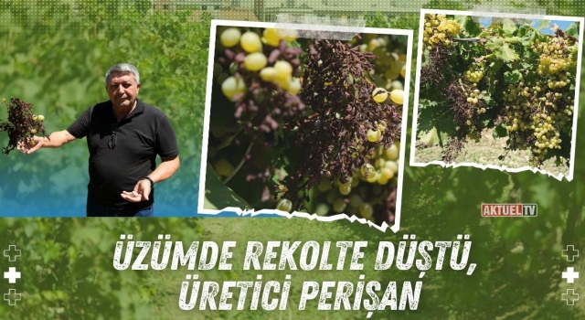 Üzümde Rekolte Düştü, Üretici Perişan