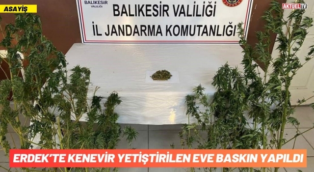 Erdek’te Kenevir Yetiştirilen Eve Baskın Yapıldı