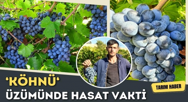 Köhnü Üzümünde Hasat Vakti