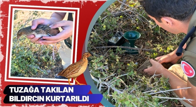 Tuzağa Takılan Bıldırcın Kurtarıldı