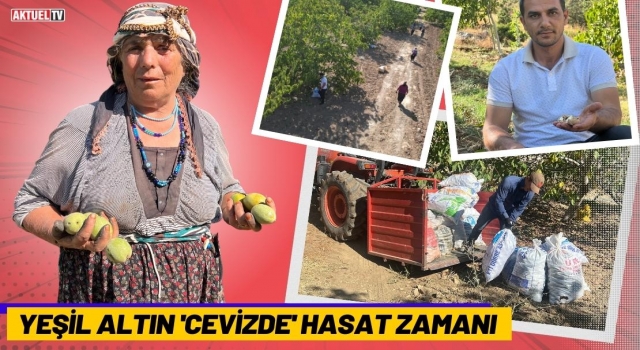 Yeşil Altın 'Cevizde' Hasat Zamanı