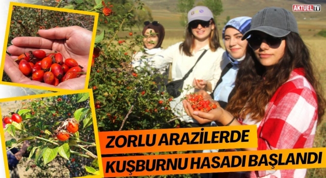 Zorlu Arazilerde Kuşburnu Hasadı Başlandı