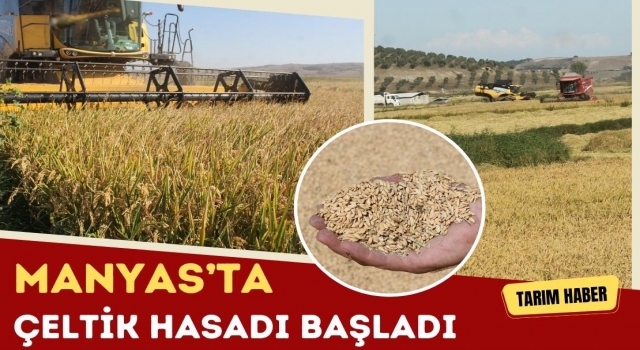 Manyas’ta Çeltik Hasadı Başladı