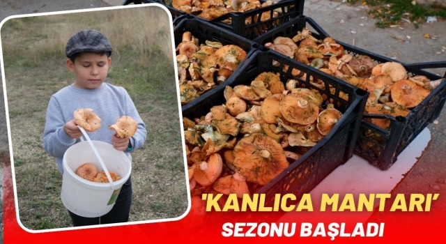 'Kanlıca Mantarı’ Sezonu Başladı