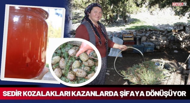 Sedir Kozalakları Kazanlarda Şifaya Dönüşüyor