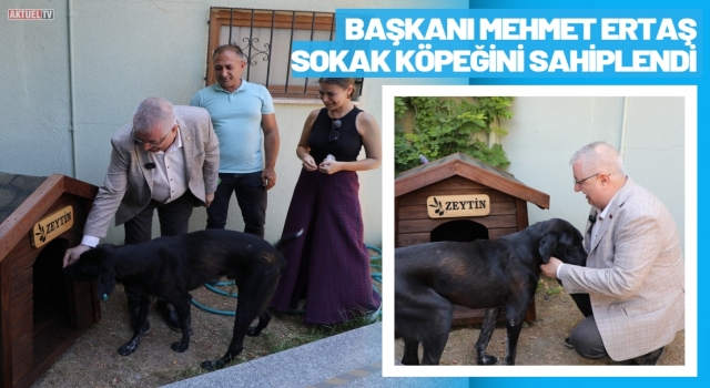 Edremit'te Başkan Ertaş sokak köpeğini sahiplendi