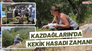 Kazdağları'nda Kekik Hasadı Zamanı