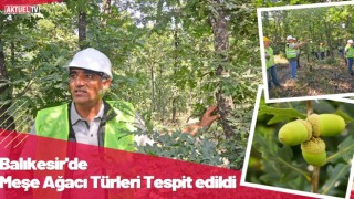 Balıkesir’de Meşe Türü Tespiti Yapıldı