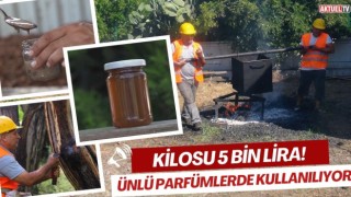 Kilosu 5 bin lira! Ünlü Parfümlerde Kullanılıyor