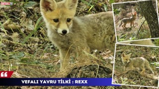 Vefalı Yavru Tilki : Rexx