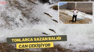 Tonlarca Sazan Balığı Can Çekişiyor