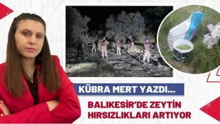 Balıkesir’de Zeytin Hırsızlığı Giderek Artıyor