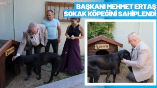 Edremit'te Başkan Ertaş sokak köpeğini sahiplendi